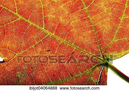 "Autumn leaf, American sweetgum (Liquidambar styraciflua)" View Large Photo Image Stock Photo - "Autumn leaf, American sweetgum (Liquidambar styraciflua)". Fotosearch