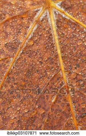 "Autumn leaf with dew drops, Thale, Saxony-Anhalt, Germany, Europe" View Large Photo Image Stock Image - "Autumn leaf with dew drops, Thale, Saxony-Anhalt, Germany, Europe". Fotosearch