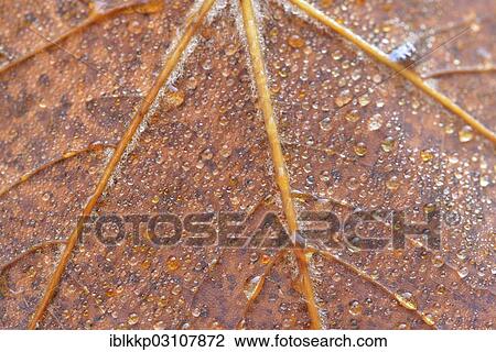 "Autumn leaf with dew drops, Thale, Saxony-Anhalt, Germany, Europe" View Large Photo Image Stock Image - "Autumn leaf with dew drops, Thale, Saxony-Anhalt, Germany, Europe". Fotosearch