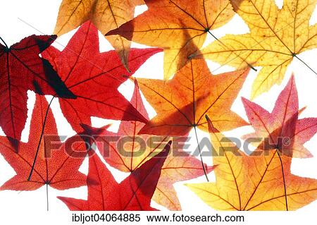 "Autumn leaves, American sweetgum (Liquidambar styraciflua)" View Large Photo Image Stock Photography - "Autumn leaves, American sweetgum (Liquidambar styraciflua)". Fotosearch