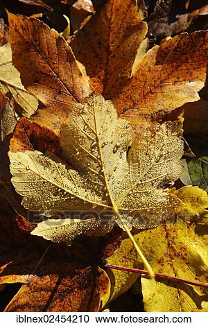 "Autumn leaves from a Sycamore maple tree (Acer pseudoplatanus), with dew drops, Kampen, Chiemgau, Upper Bavaria, Bavaria, Germany, Europe" View Large Photo Image Stock Image - "Autumn leaves from a Sycamore maple tree (Acer pseudoplatanus), with dew drops, Kampen, Chiemgau, Upper Bavaria, Bavaria, Germany, Europe". Fotosearch