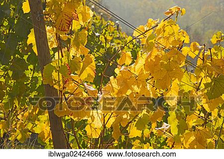 Autumn leaves in a vineyard, wine-growing area where Pinot Noir and Blue Portuguese grapes are commonly grown, red wine producing region, Ahr Valley near Dernau, Rhineland-Palatinate, Germany, Europe, PublicGround, Europe View Large Photo Image Stock Photograph - Autumn leaves in a vineyard, wine-growing area where Pinot Noir and Blue Portuguese grapes are commonly grown, red wine producing region, Ahr Valley near Dernau, Rhineland-Palatinate, Germany, Europe, PublicGround, Europe. Fotosearch