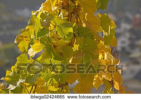 Autumn leaves in a vineyard, wine-growing area where Pinot Noir and Blue Portuguese grapes are commonly grown, red wine producing region, Ahr Valley near Dernau, Rhineland-Palatinate, Germany, Europe, PublicGround, Europe View Large Photo Image Stock Photography - Autumn leaves in a vineyard, wine-growing area where Pinot Noir and Blue Portuguese grapes are commonly grown, red wine producing region, Ahr Valley near Dernau, Rhineland-Palatinate, Germany, Europe, PublicGround, Europe. Fotosearch