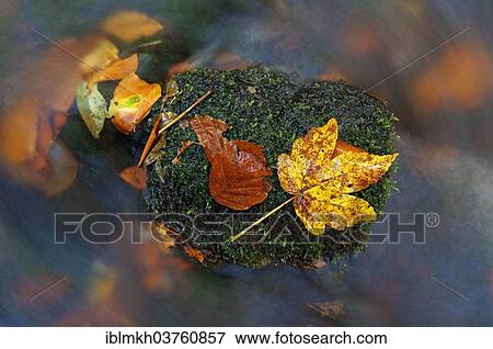 "Autumn leaves in the Nidda river, Hoherodskopf, Hesse, Germany, Europe" View Large Photo Image Stock Photo - "Autumn leaves in the Nidda river, Hoherodskopf, Hesse, Germany, Europe". Fotosearch