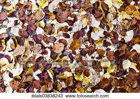 "Autumn leaves on a road, Lower Austria, Austria, Europe" View Large Photo Image Stock Image - "Autumn leaves on a road, Lower Austria, Austria, Europe". Fotosearch