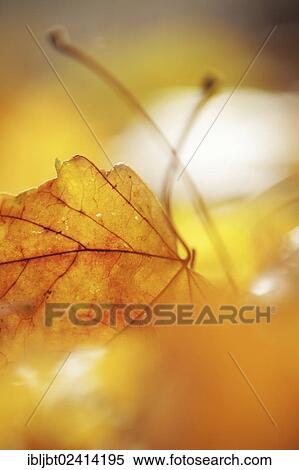 Autumn leaves on the ground View Large Photo Image Stock Photography - Autumn leaves on the ground. Fotosearch