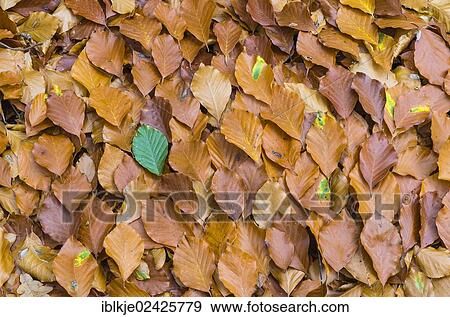 Autumn leaves View Large Photo Image Stock Photo - Autumn leaves. Fotosearch