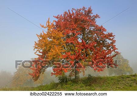 Stock Photography - Autumn meadow with scattered fruit trees with fog in the Biosphere Reserve Swabian Alb, Baden-Wuerttemberg, Germany, Europe. Fotosearch