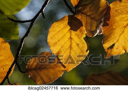 Stock Photograph - "Autumn mood, autumn-coloured leaves of a Beech (Fagus sylvatica) with backlighting". Fotosearch