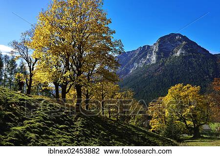 "Autumn mood near Grubenbach, Berchtesgaden, Upper Bavaria, Bavaria, Germany, Europe" View Large Photo Image Stock Image - "Autumn mood near Grubenbach, Berchtesgaden, Upper Bavaria, Bavaria, Germany, Europe". Fotosearch
