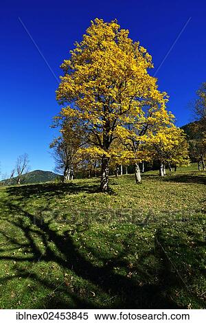 "Autumn mood near Grubenbach, Berchtesgaden, Upper Bavaria, Bavaria, Germany, Europe" View Large Photo Image Stock Photography - "Autumn mood near Grubenbach, Berchtesgaden, Upper Bavaria, Bavaria, Germany, Europe". Fotosearch