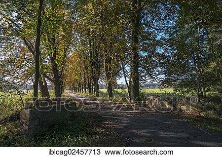 "Autumn mood, path lined with horse chestnut trees in Moenchbruch Nature Reserve, near Frankfurt, Hesse, Germany, Europe" View Large Photo Image Stock Image - "Autumn mood, path lined with horse chestnut trees in Moenchbruch Nature Reserve, near Frankfurt, Hesse, Germany, Europe". Fotosearch