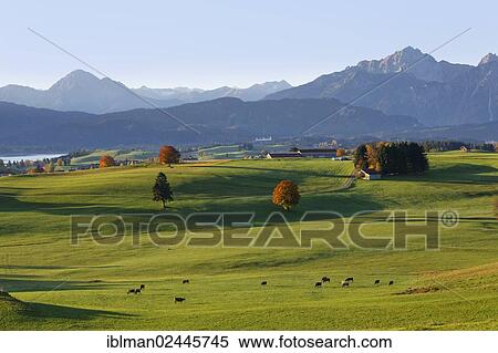 "Autumn morning at Forggensee lake, looking towards Fuessen, view from Ussenburg, Ostallgaeu, Allgaeu, Swabia, Bavaria, Germany, Europe" View Large Photo Image Stock Photography - "Autumn morning at Forggensee lake, looking towards Fuessen, view from Ussenburg, Ostallgaeu, Allgaeu, Swabia, Bavaria, Germany, Europe". Fotosearch
