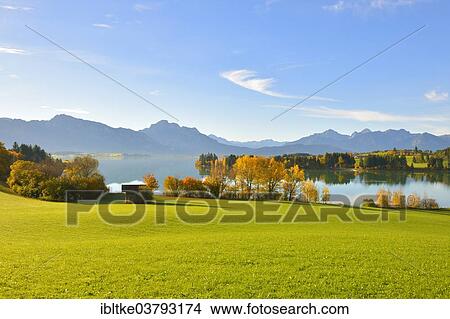 "Autumn morning on Forggensee at Rosshaupten, Ostallgaeu, Allgaeu, Swabia, Bavaria, Germany, Europe" View Large Photo Image Picture - "Autumn morning on Forggensee at Rosshaupten, Ostallgaeu, Allgaeu, Swabia, Bavaria, Germany, Europe". Fotosearch