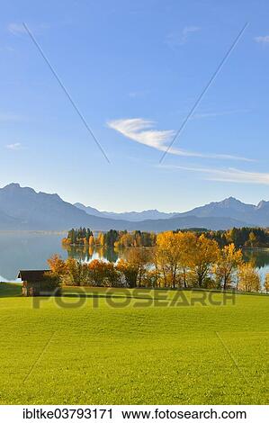 "Autumn morning on Forggensee at Rosshaupten, Ostallgaeu, Allgaeu, Swabia, Bavaria, Germany, Europe" View Large Photo Image Stock Image - "Autumn morning on Forggensee at Rosshaupten, Ostallgaeu, Allgaeu, Swabia, Bavaria, Germany, Europe". Fotosearch