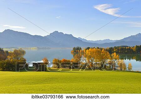 "Autumn morning on Forggensee at Rosshaupten, Ostallgaeu, Allgaeu, Swabia, Bavaria, Germany, Europe" View Large Photo Image Stock Photograph - "Autumn morning on Forggensee at Rosshaupten, Ostallgaeu, Allgaeu, Swabia, Bavaria, Germany, Europe". Fotosearch