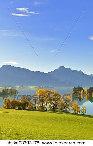 "Autumn morning on Forggensee at Rosshaupten, Ostallgaeu, Allgaeu, Swabia, Bavaria, Germany, Europe" View Large Photo Image Stock Photography - "Autumn morning on Forggensee at Rosshaupten, Ostallgaeu, Allgaeu, Swabia, Bavaria, Germany, Europe". Fotosearch