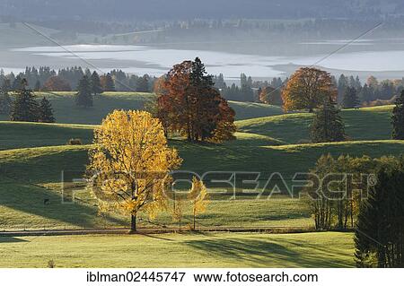 Stock Photo - "Autumn morning over Forggensee lake, Ussenburg near Rosshaupten, Ostallgaeu, Allgaeu, Swabia, Bavaria, Germany, Europe". Fotosearch
