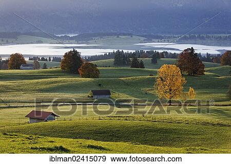 Stock Photo - Autumn morning over the Forggensee reservoir, Ussenburg at Rosshaupten, Ostallgaeu, Allgaeu, Swabia, Bavaria, Germany, Europe. Fotosearch