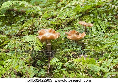 Autumn Skullcap or Deadly Galerina (Galerina marginata), Limburg an der Lahn, Hesse, Germany, Europe View Large Photo Image Stock Image - Autumn Skullcap or Deadly Galerina (Galerina marginata), Limburg an der Lahn, Hesse, Germany, Europe. Fotosearch