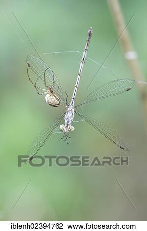 Stock Image - "Autumn spider (Metellina segmentata) and an Emerald Damselfly or Common Spreadwing (Lestes sponsa), Haren, Emsland region, Lower Saxony, Germany, Europe". Fotosearch