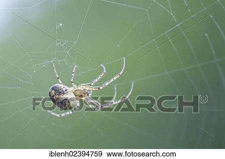 "Autumn spider (Metellina segmentata), Haren, Emsland region, Lower Saxony, Germany, Europe" View Large Photo Image Stock Photo - "Autumn spider (Metellina segmentata), Haren, Emsland region, Lower Saxony, Germany, Europe". Fotosearch