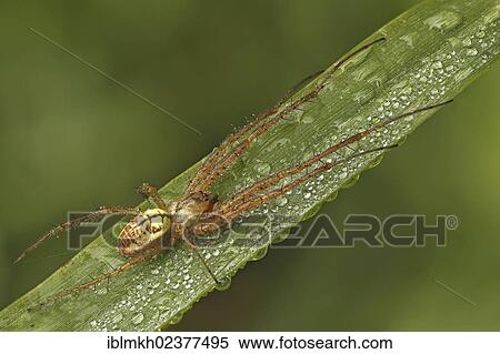"Autumn spider (Metellina segmentata), Bad Hersfeld, Hesse, Germany, Europe" View Large Photo Image Stock Photography - "Autumn spider (Metellina segmentata), Bad Hersfeld, Hesse, Germany, Europe". Fotosearch