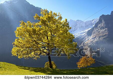 Picture - "Autumn trees in the Swiss Alps, Grindelwald, Canton of Bern, Switzerland, Europe". Fotosearch