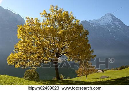 "Autumn trees in the Swiss Alps, Grindelwald, Switzerland, Europe" View Large Photo Image Stock Image - "Autumn trees in the Swiss Alps, Grindelwald, Switzerland, Europe". Fotosearch