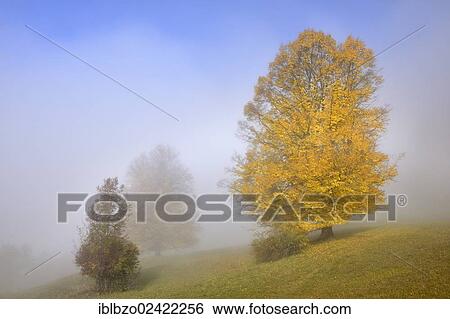 Stock Photograph - Autumn trees with fog in the Biosphere Reserve Swabian Alb, Baden-Wuerttemberg, Germany, Europe. Fotosearch