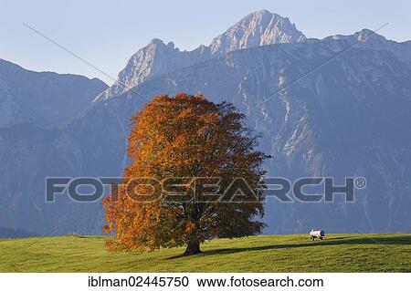 Stock Image - "Autumnal Beech (Fagus sylvatica), Tannheim Mountains at the back, Rieden am Forggensee, Ostallgaeu, Allgaeu, Swabia, Bavaria, Germany, Europe". Fotosearch