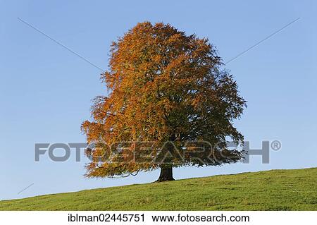 Stock Image - "Autumnal Beech (Fagus sylvatica), Rieden am Forggensee, Ostallgaeu, Allgaeu, Swabia, Bavaria, Germany, Europe". Fotosearch