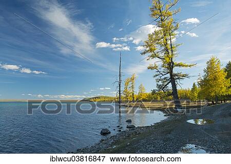 "Autumnal colored larch trees on the banks of Khovsgol Nuur, Khovsgol Aimag, Mongolia, Asia" View Large Photo Image Stock Photo - "Autumnal colored larch trees on the banks of Khovsgol Nuur, Khovsgol Aimag, Mongolia, Asia". Fotosearch
