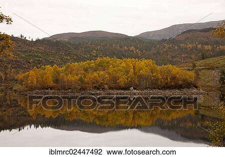 Stock Image - "Autumnal colored leaves, Loch Cuillin, Highlands, Scotland, United Kingdom, Europe". Fotosearch
