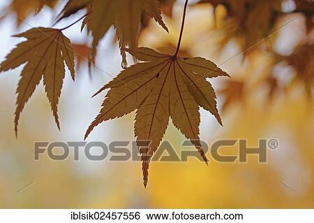 "Autumnal coloured leaves, Japanese Maple (Acer japonicum)" View Large Photo Image Stock Photograph - "Autumnal coloured leaves, Japanese Maple (Acer japonicum)". Fotosearch
