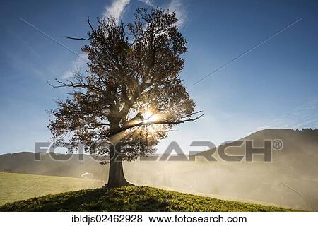"Autumnal coloured Oak (Quercus) with fog, near Freiburg in Breisgau, Black Forest, Baden-Wuerttemberg, Germany, Europe" View Large Photo Image Stock Photo - "Autumnal coloured Oak (Quercus) with fog, near Freiburg in Breisgau, Black Forest, Baden-Wuerttemberg, Germany, Europe". Fotosearch