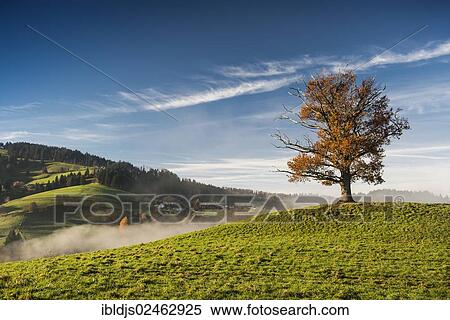"Autumnal coloured Oak (Quercus) with fog, near Freiburg in Breisgau, Black Forest, Baden-Wuerttemberg, Germany, Europe" View Large Photo Image Stock Photography - "Autumnal coloured Oak (Quercus) with fog, near Freiburg in Breisgau, Black Forest, Baden-Wuerttemberg, Germany, Europe". Fotosearch