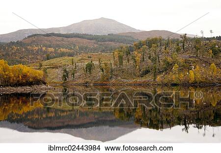 Picture - "Autumnal coloured trees, Loch Cuillin, Highlands, Scotland, United Kingdom, Europe". Fotosearch
