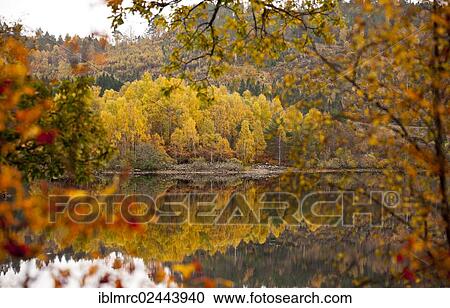 "Autumnal coloured trees, Loch Cuillin, Highlands, Scotland, United Kingdom, Europe" View Large Photo Image Stock Image - "Autumnal coloured trees, Loch Cuillin, Highlands, Scotland, United Kingdom, Europe". Fotosearch