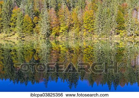 Stock Photograph - "Autumnal forest at Grubsee Lake with reflections, Klais, Upper Bavaria, Germany, Europe". Fotosearch