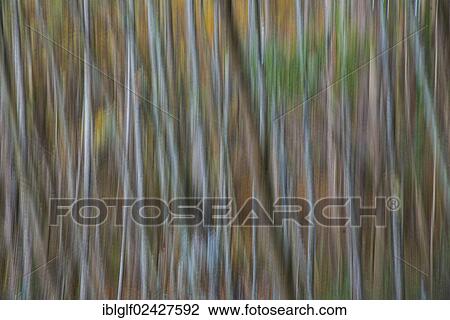 "Autumnal forest, mixed forest, blurred, abstract, Bavaria, Germany, Europe" View Large Photo Image Stock Image - "Autumnal forest, mixed forest, blurred, abstract, Bavaria, Germany, Europe". Fotosearch