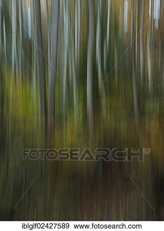 "Autumnal forest, mixed forest, blurred, abstract, Bavaria, Germany, Europe" View Large Photo Image Stock Photo - "Autumnal forest, mixed forest, blurred, abstract, Bavaria, Germany, Europe". Fotosearch