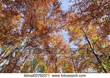 "Autumnal forest, Schwabische Alb, Baden-Wurttemberg, Germany, Europe" View Large Photo Image Stock Image - "Autumnal forest, Schwabische Alb, Baden-Wurttemberg, Germany, Europe". Fotosearch