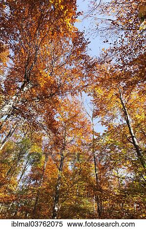 Stock Photography - "Autumnal forest, Schwabische Alb, Baden-Wurttemberg, Germany, Europe". Fotosearch