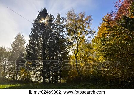 "Autumnal forest with sunrays, Sommeralm alpine pasture, Almenland, Styria, Austria, Europe" View Large Photo Image Stock Image - "Autumnal forest with sunrays, Sommeralm alpine pasture, Almenland, Styria, Austria, Europe". Fotosearch