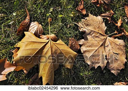 "Autumnal Maple (Acer) leaves, Bavaria, Germany, Europe" View Large Photo Image Stock Photograph - "Autumnal Maple (Acer) leaves, Bavaria, Germany, Europe". Fotosearch