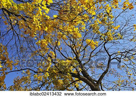 Stock Image - Autumnal Maple (Acer), Munich, Bavaria, Germany, Europe. Fotosearch