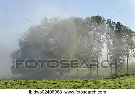 Stock Photo - "Autumnal morning mist, Hub, Bad Heilbrunn Loisachtal, Toelzer Land, Upper Bavaria, Bavaria, Germany, Europe". Fotosearch