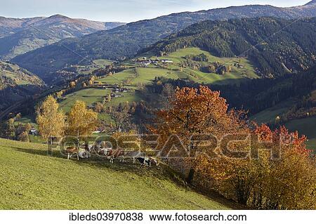 "Autumnal pasture in Liesertal at Eisentratten, Carinthia, Austria, Europe" View Large Photo Image Stock Photo - "Autumnal pasture in Liesertal at Eisentratten, Carinthia, Austria, Europe". Fotosearch