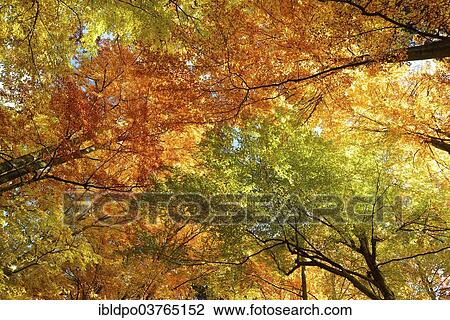 "Autumnal trees, Bavaria, Germany, Europe" View Large Photo Image Stock Image - "Autumnal trees, Bavaria, Germany, Europe". Fotosearch